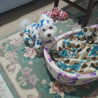 Maltese, Köpek  Bella fotoğrafı