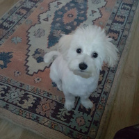 Maltese, Köpek  Bella fotoğrafı