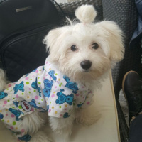 Maltese, Köpek  Bella fotoğrafı