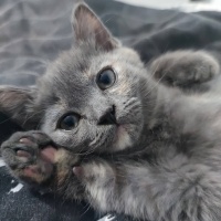 British Shorthair, Kedi  Angie fotoğrafı