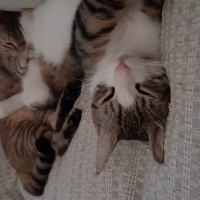 Soke, Kedi  Oğluş fotoğrafı