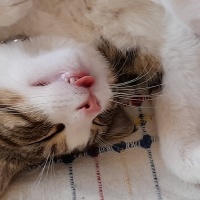 Soke, Kedi  Oğluş fotoğrafı