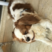 Cavalier King Charles Spanieli, Köpek  tarcin fotoğrafı
