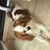 Cavalier King Charles Spanieli, Köpek  tarcin fotoğrafı