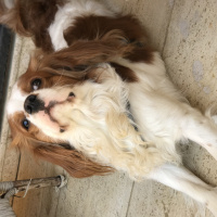Cavalier King Charles Spanieli, Köpek  tarcin fotoğrafı