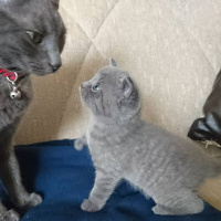 British Shorthair, Kedi  nazlı fotoğrafı