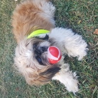 Shih Tzu, Köpek  Badem fotoğrafı