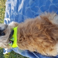 Shih Tzu, Köpek  Badem fotoğrafı