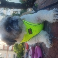 Shih Tzu, Köpek  Badem fotoğrafı