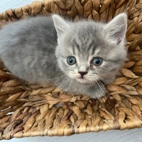 British Shorthair, Kedi  Şila fotoğrafı