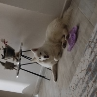 Samoyed, Köpek  Aysın fotoğrafı