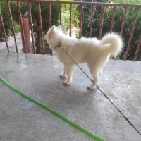 Samoyed, Köpek  Aysın fotoğrafı