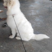 Samoyed, Köpek  Aysın fotoğrafı