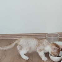 Sarman, Kedi  Leo fotoğrafı