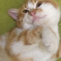 Tekir Kedi, Kedi  MAHMUT  fotoğrafı