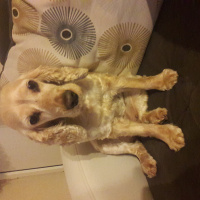 Amerikan Cocker Spaniel, Köpek  Puffy fotoğrafı