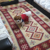 Pappilon, Köpek  Arya fotoğrafı