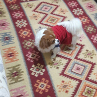 Pappilon, Köpek  Arya fotoğrafı