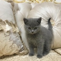 Scottish Fold, Kedi  Nazlı fotoğrafı