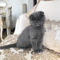Scottish Fold, Kedi  Nazlı fotoğrafı