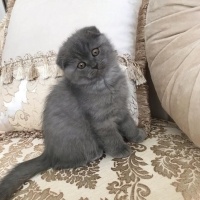 Scottish Fold, Kedi  Nazlı fotoğrafı
