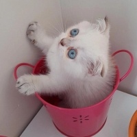 Scottish Fold, Kedi  Ares fotoğrafı