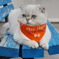 Scottish Fold, Kedi  Ares fotoğrafı