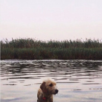 Sokö (Sokak Köpeği), Köpek  Paspas fotoğrafı