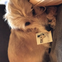 Sokö (Sokak Köpeği), Köpek  Paspas fotoğrafı