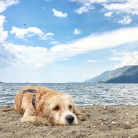 Sokö (Sokak Köpeği), Köpek  Paspas fotoğrafı