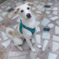 Labrador Retriever, Köpek  LUNA fotoğrafı