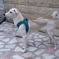 Labrador Retriever, Köpek  LUNA fotoğrafı