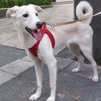 Labrador Retriever, Köpek  LUNA fotoğrafı