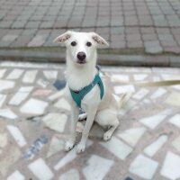 Labrador Retriever, Köpek  LUNA fotoğrafı