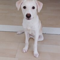 Labrador Retriever, Köpek  LUNA fotoğrafı