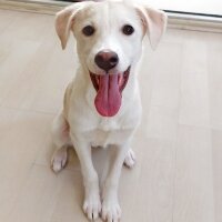 Labrador Retriever, Köpek  LUNA fotoğrafı