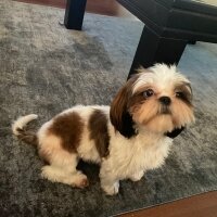 Shih Tzu, Köpek  Maggie fotoğrafı