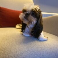 Shih Tzu, Köpek  Maggie fotoğrafı