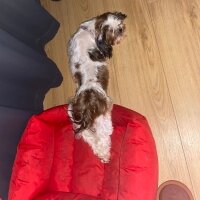 Shih Tzu, Köpek  Maggie fotoğrafı