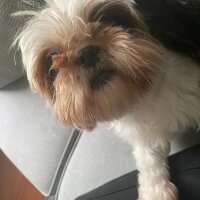 Shih Tzu, Köpek  Maggie fotoğrafı