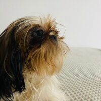 Shih Tzu, Köpek  Maggie fotoğrafı