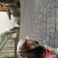 Shih Tzu, Köpek  Maggie fotoğrafı