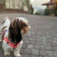 Shih Tzu, Köpek  Maggie fotoğrafı