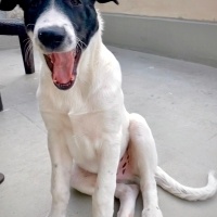Sokö (Sokak Köpeği), Köpek  Rüzgar fotoğrafı