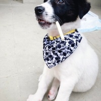 Sokö (Sokak Köpeği), Köpek  Rüzgar fotoğrafı