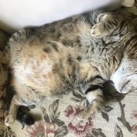 Tekir Kedi, Kedi  Mikrop fotoğrafı