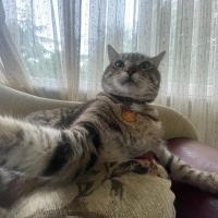 Tekir Kedi, Kedi  Mikrop fotoğrafı
