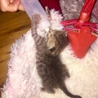 Tekir Kedi, Kedi  Mikrop fotoğrafı