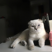 Tekir Kedi, Kedi  Yavru kedi fotoğrafı