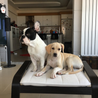 Dogo Arjantin, Köpek  Molly fotoğrafı